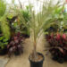 PARAJUBAEA TORALLYI THE SOUTH AMERICAN “COCONUT PALM”PRESENTLY IMPOSSIBLE TO FIND AVAILABLE