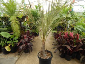 PARAJUBAEA TORALLYI THE SOUTH AMERICAN “COCONUT PALM”PRESENTLY IMPOSSIBLE TO FIND AVAILABLE