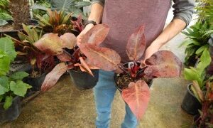 PHILODENDRON McCOLLEYS FINALE