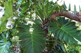 PHILODENDRON SPECIES