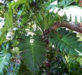 PHILODENDRON SPECIES