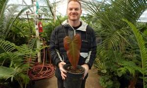 PHILODENDRON SPECIES RED ON BOTH SIDES