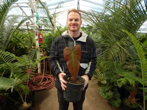 PHILODENDRON SPECIES RED ON BOTH SIDES
