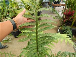 PHLEBODIUM SPECIES FURRY RHIZOMES THAT CRAWL