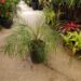 PHOENIX ROEBELENII THE PYGMY DATE PALM