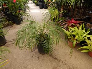 PHOENIX ROEBELENII THE PYGMY DATE PALM
