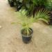 PHOENIX RUPICOLA THE CLIFF DATE PALM
