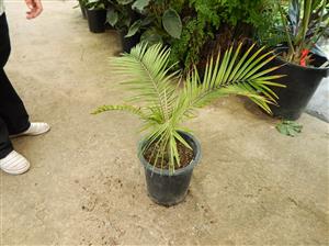 PHOENIX RUPICOLA THE CLIFF DATE PALM
