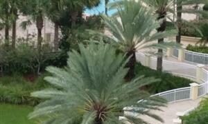 PHOENIX SYLVESTRIS TALL PALM WITH BLUE-GREEN LEAVES