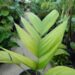 PINANGA JAVANA SINGLE TRUNK, TROPICAL & EXOTIC SPECIES