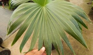 PRITCHARDIA MINOR SMALL TO MEDIUM SIZED TROPICAL FAN PALM