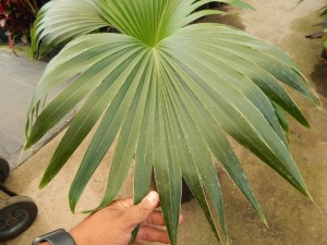 PRITCHARDIA MINOR  SMALL TO MEDIUM SIZED TROPICAL FAN PALM