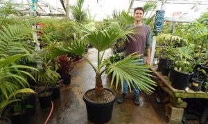 PRITCHARDIA SPECIES THE HAWAIIAN PALM
