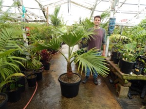 PRITCHARDIA SPECIES THE HAWAIIAN PALM