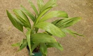 PTYCHOSPERMA SALOMONENSE QUICK GROWING, CROWN SHAFTED