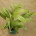 PTYCHOSPERMA SALOMONENSE QUICK GROWING, CROWN SHAFTED