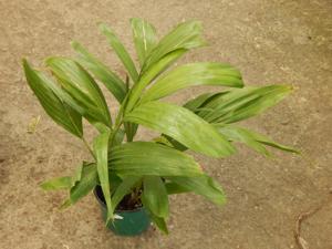 PTYCHOSPERMA SALOMONENSE QUICK GROWING, CROWN SHAFTED
