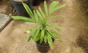 PTYCHOSPERMA SALOMONENSE QUICK GROWING, CROWN SHAFTED