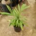 PTYCHOSPERMA SALOMONENSE QUICK GROWING, CROWN SHAFTED