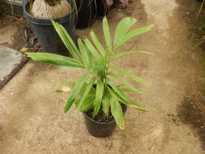 PTYCHOSPERMA SALOMONENSE QUICK GROWING, CROWN SHAFTED