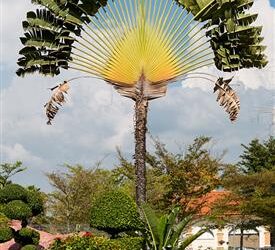 THE TRAVELER PALM RAVENALA MADAGASCARENSIS BANANA APPEARING TREE IN ONE PLANE