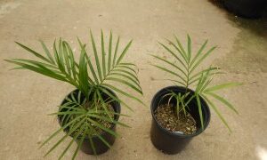 RAVENEA GLAUCA GREAT MADAGASCAR PALM – MEDIUM SIZED THIN TRUNK