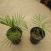 RAVENEA GLAUCA GREAT MADAGASCAR PALM – MEDIUM SIZED THIN TRUNK