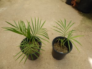 RAVENEA GLAUCA GREAT MADAGASCAR PALM – MEDIUM SIZED THIN TRUNK