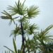 RHAPIS HUMILIS RARE TYPE OF LADY PALM FOUR LARGE SPECIMEN PLANTS AVAILABLE