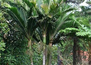 RHOPALOSTYLIS BAUERI NORFOLK ISLAND PALM