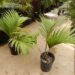 RHOPALOSTYLIS CHEESEMANII BEAUTIFUL GREEN CROWN SHAFTED PALM
