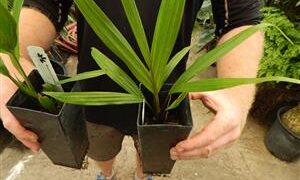 RHOPALOSTYLIS SAPIDA THE NIKAU PALM
