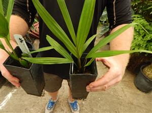 RHOPALOSTYLIS SAPIDA THE NIKAU PALM