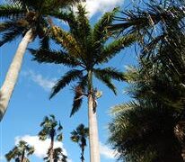 ROYSTONEA OLERACEA THE SOUTH AMERICAN ROYAL PALM