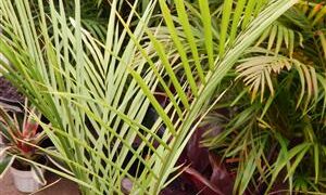 ROYSTONEA REGIA THE CUBAN ROYAL PALM