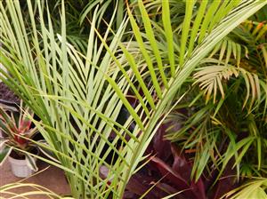 ROYSTONEA REGIA THE CUBAN ROYAL PALM