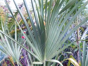 SABAL CAUSIARUM LARGE TRUNKED TROPICAL FAN PALM