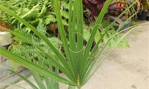 SABAL CAUSIARUM LARGE TRUNKED TROPICAL FAN PALM