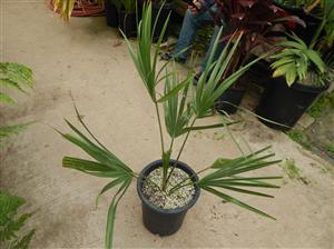 SABAL CAUSIARUM LARGE TRUNKED TROPICAL FAN PALM
