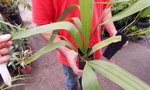 SABAL LOUISIANA THE LOUISIANA PALMETTO PALM