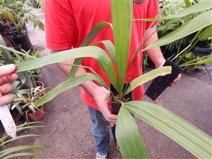 SABAL LOUISIANA THE LOUISIANA PALMETTO PALM