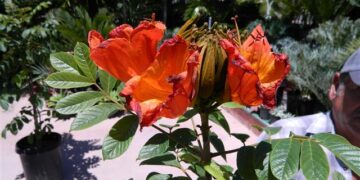 SPATHODEA CAMPANULATA THE AFRICAN TULIP TREECLUSTERS OF LARGE RED-ORANGE BLOSSOMS