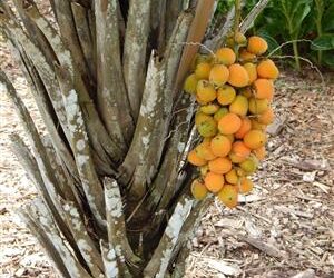 SYAGRUS SCHIZOPHYLLA MEDIUM HEIGHT GREEN SINGLE TRUNK PINNATE PALM