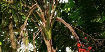 SYNECANTHUS FIBROSA THE JELLYBEAN PALM