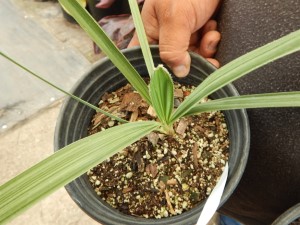 TRITHRINAX CAMPESTRIS BLUE, SUCKERING FAN PALM VERY COLD HARDY