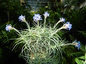 TILLANDSIA CLUSTERS MANY AIRPLANTS IN ONE BUNCH