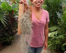 SPANISH MOSS TILLANDSIA USNEOIDES