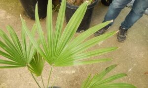 TRACHYCARPUS MARTIANUS HARD TO FIND MEDIUM SIZED FAN PALM