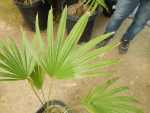 TRACHYCARPUS MARTIANUS HARD TO FIND MEDIUM SIZED FAN PALM