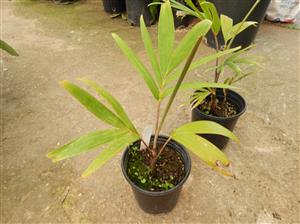 VEITCHIA ARECINA EXOTIC MEDIUM TO TALL PINNATE SUN PALM
